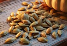 بذوار القرع